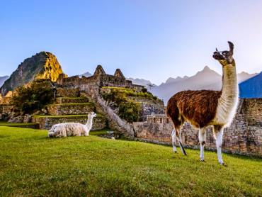 Lamas beim Sonnenaufgang in Machu Picchu