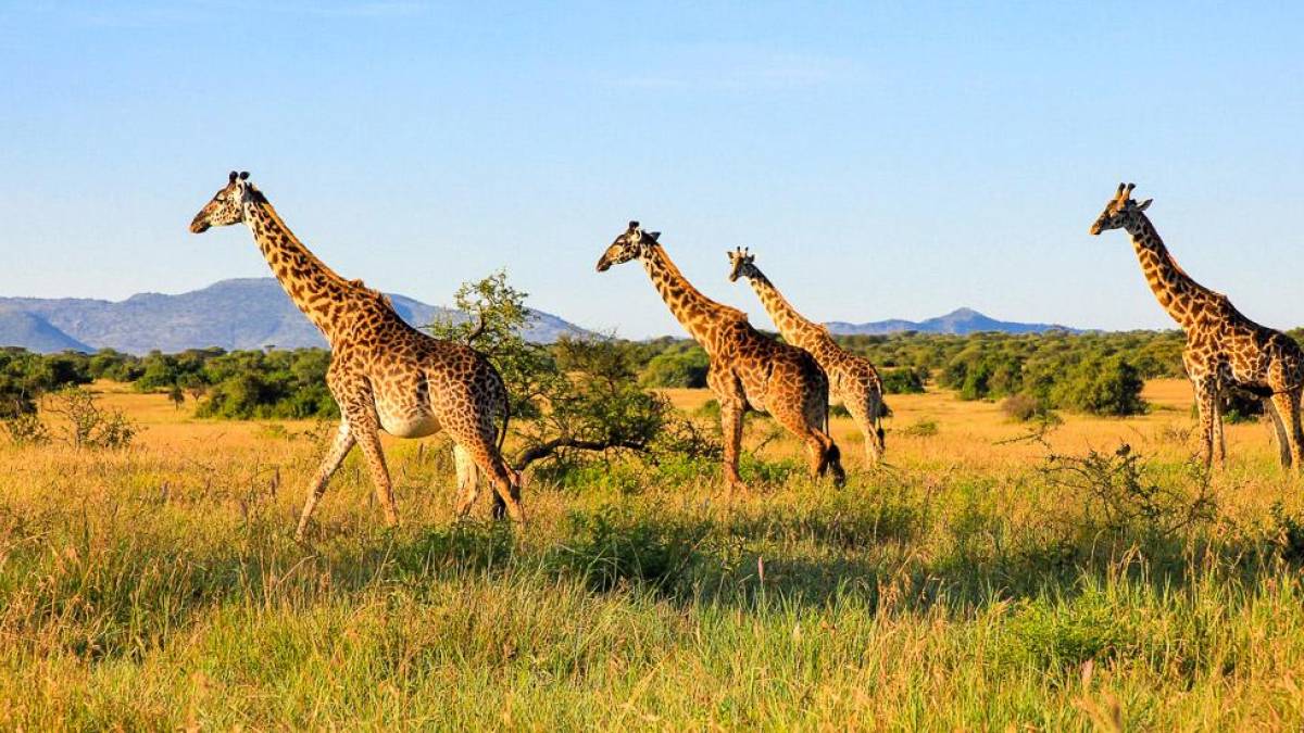 Giraffen in der Serengeti |  Sarah Poit / Chamleon