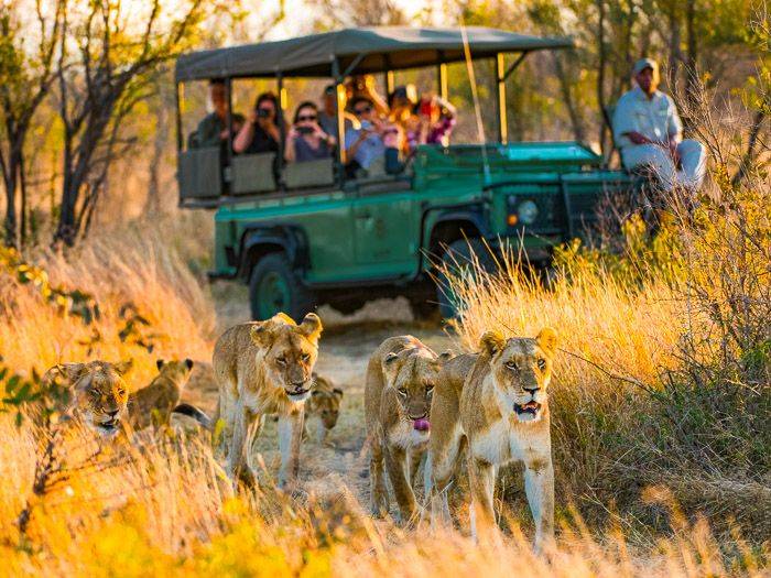 Lwenfamilie im Krger NP |  Kai-Uwe Kuechler / Chamleon