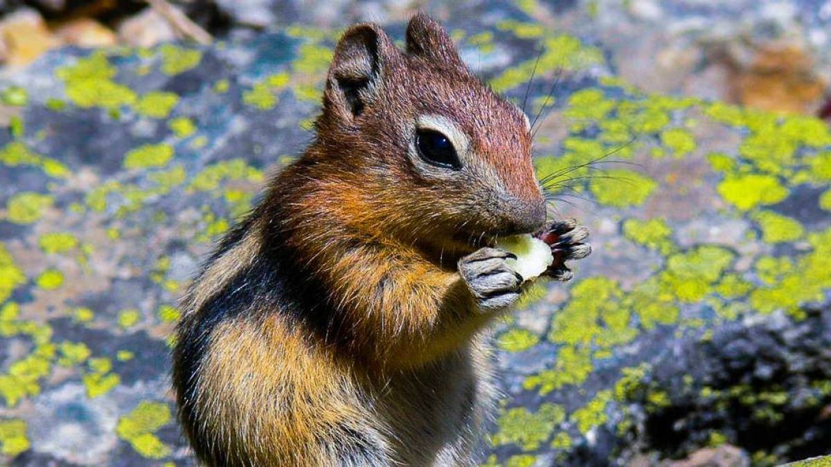 Streifenhrnchen |  Birgit Kutz / Chamleon