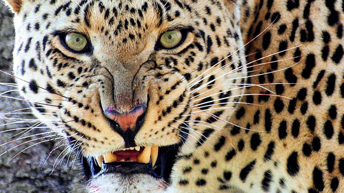 Keinen Schritt weiter - Drohender Leopard |  H. Peter Schneider / Chamleon