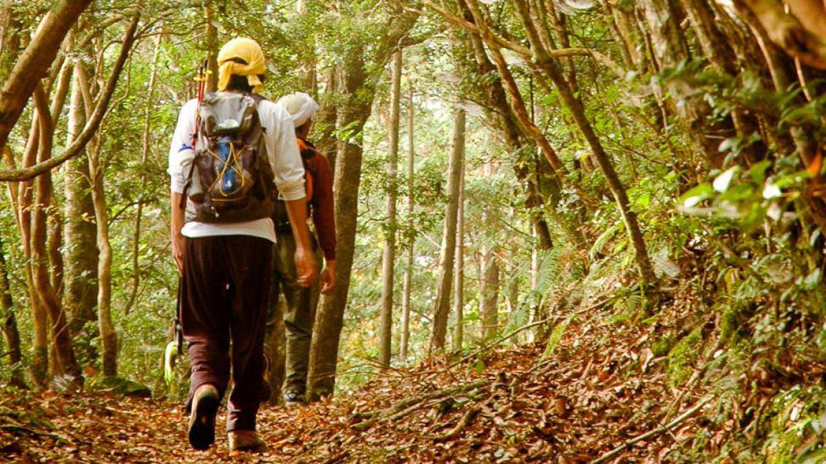 Wandern auf dem Kohechi Trail |  FVA Japan / Chamleon