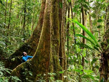 Baumriese mit Brettwurzel im Regenwald |  Alfonso Tandazo, Surtrek / Chamleon