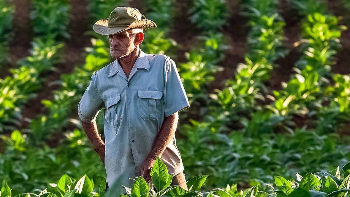 Tabakbauer |  Harry Laub / Chamleon