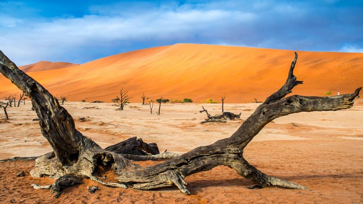 Mehr als 500 Jahre abgestorben |  Reinhard Breitenstein / Chamleon