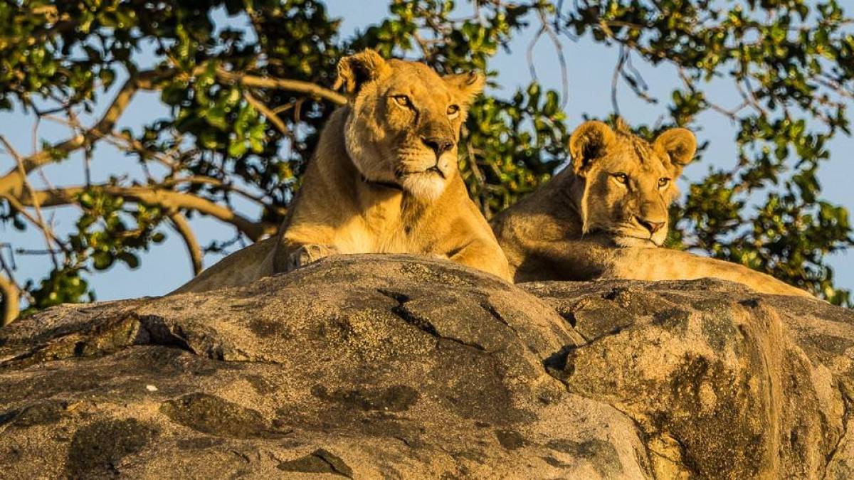 Lwen auf einem Felsen |  Hannes Schleicher / Chamleon