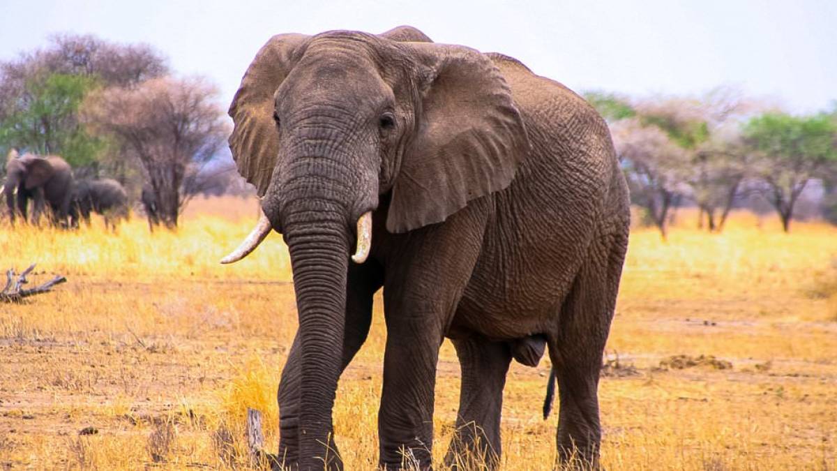Elefant im Tarangire National Park |  Thomas Mirlach / Chamleon