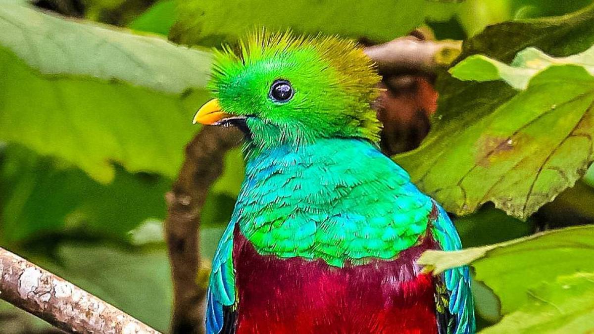 Der heilige Vogel Quetzal |  Stefan Lippe / Chamleon