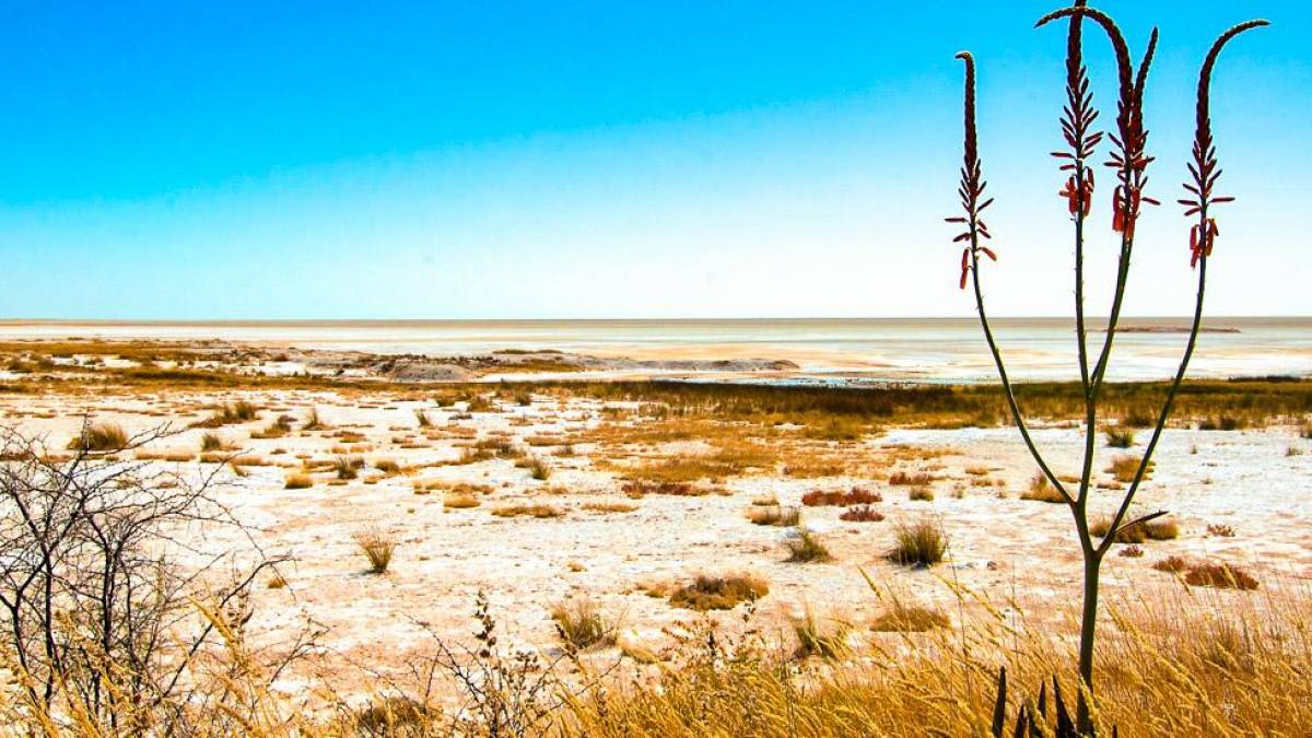 Etosha Salzpfanne |  Peter Pack, Pack Safari / Chamleon