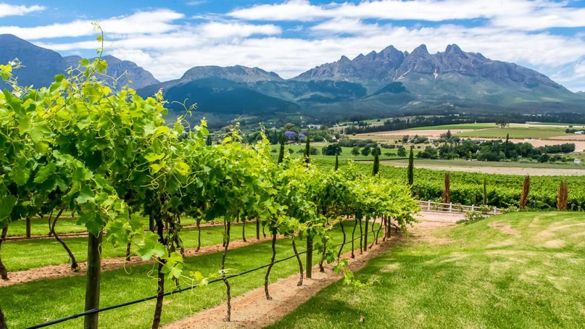 Weinanbau in der Provinz Westkap |  Klaus Hansen / Chamleon