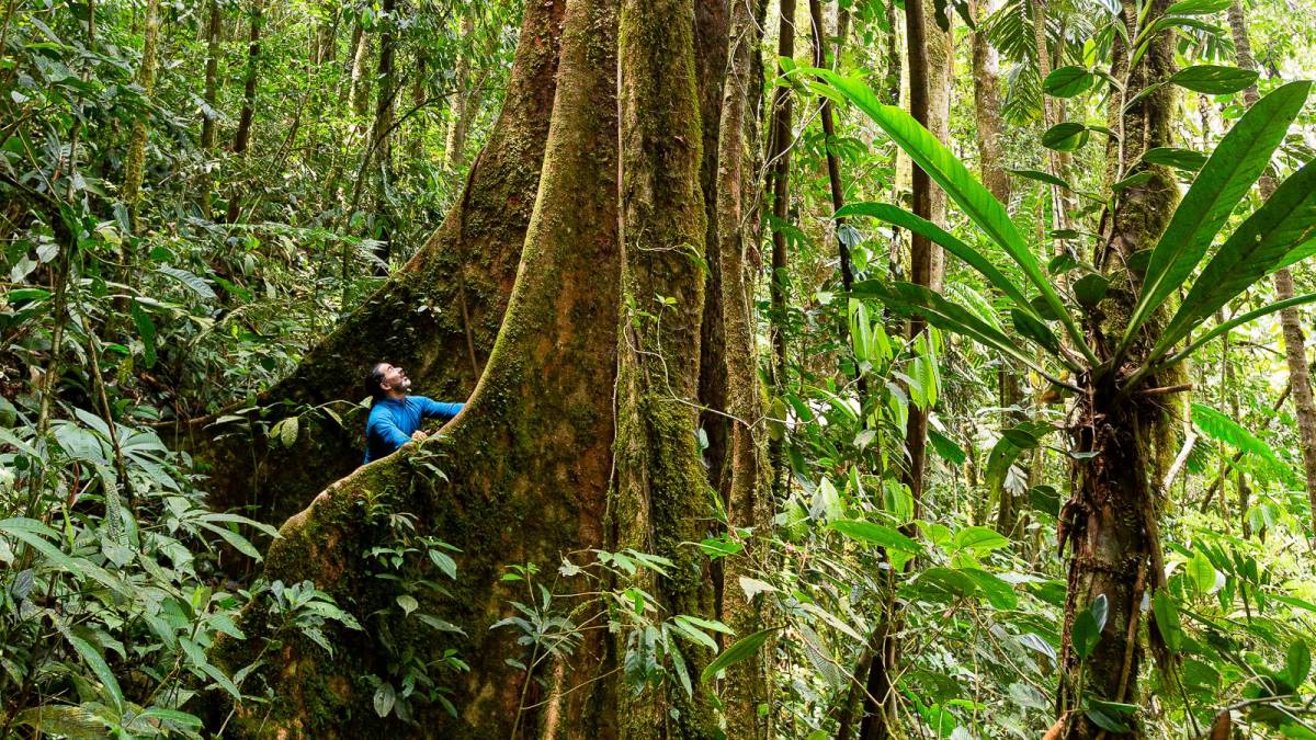 Baumriese mit Brettwurzel im Regenwald |  Alfonso Tandazo, Surtrek / Chamleon