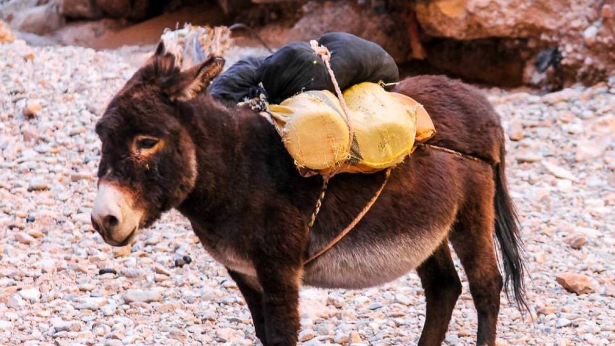 Kleiner Lastenesel |  Christine Schnde / Chamleon