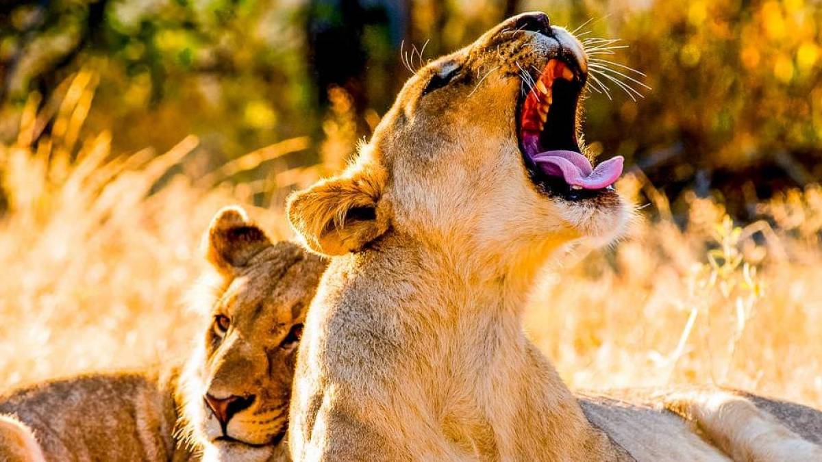 Lwen im Etosha National Park |  Dietmar Willuhn / Chamleon