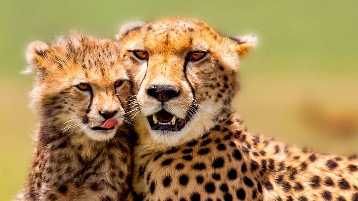 Kuschelzeit |  Margret Meyer / Chamleon