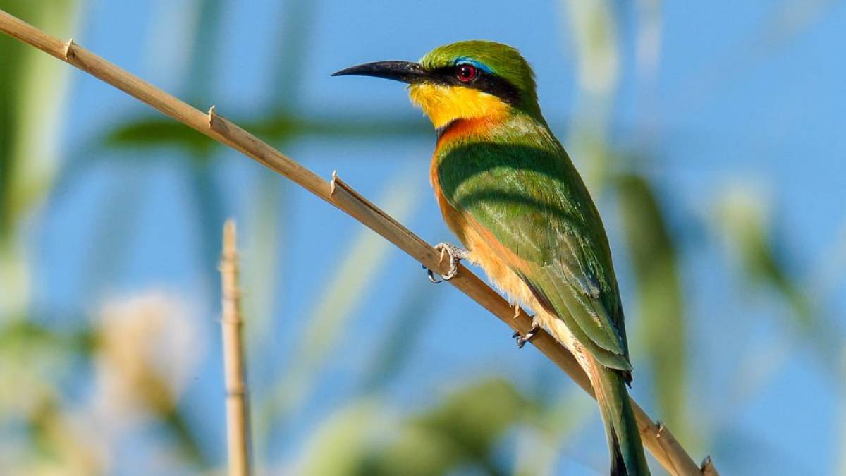 Farbenpracht |  Hedi Glas / Chamleon