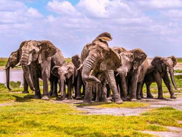 Elefantenfamilie im Serengeti Nationalpark
