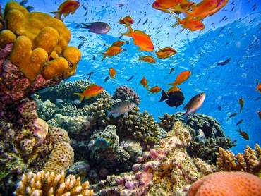 Unterwasserwelt im Roten Meer