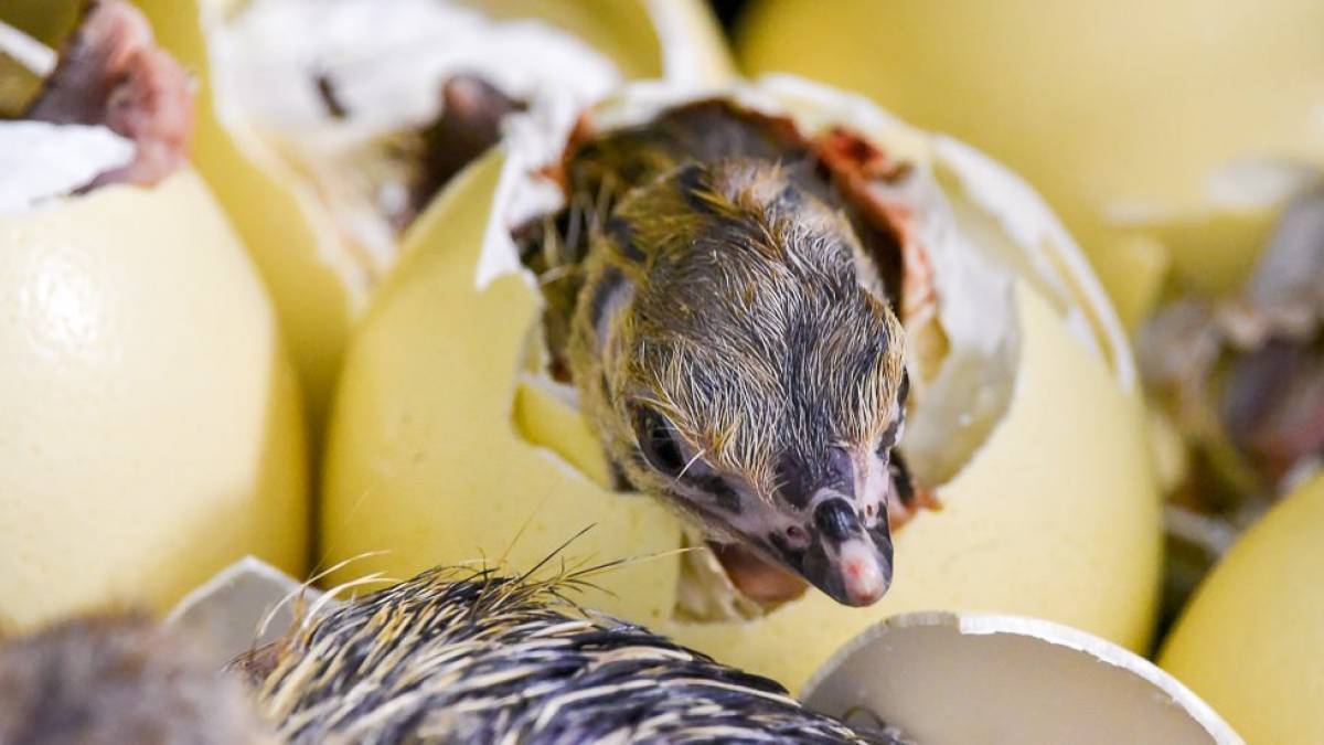 Aus dem Ei gepellt |  Sabine und Roland Baricevac / Chamleon