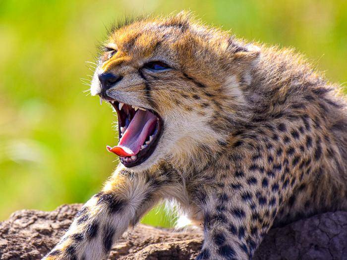 Warte, wenn ich erst mal gro bin ... |  Kurt Mller / Chamleon