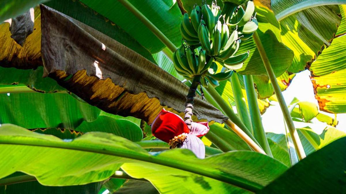 Bananen-Blte |  Luisa Mentz / Chamleon