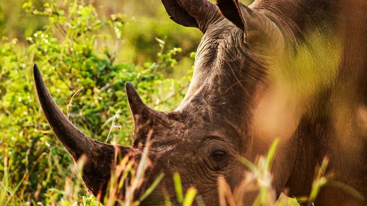 Breitmaulnashorn im Hluhluwe iMfolozi Nationalpark |  Susen Reuter / Chamleon