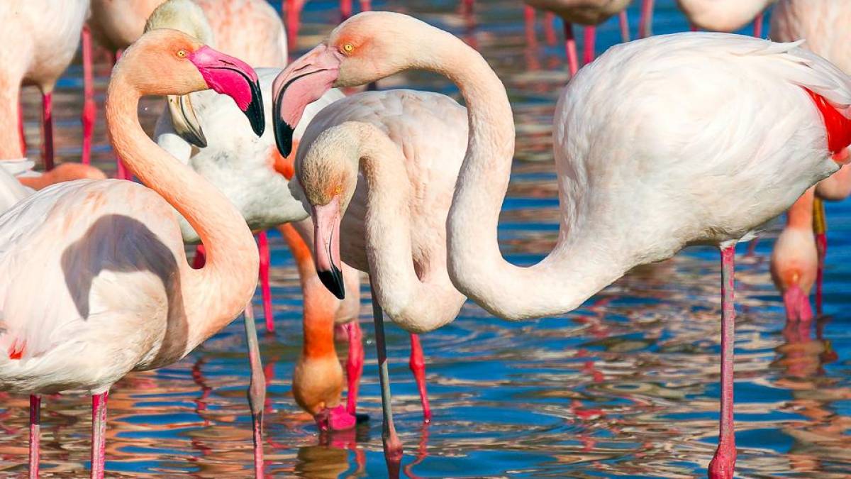 Flamingos im Schwemmland der Camargue |  gayulo, Pixabay / Chamleon