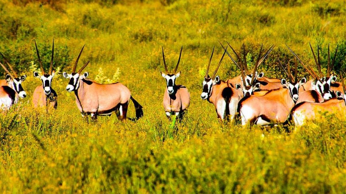 Oryx Antilopen |  Peter Pack, Pack Safari / Chamleon