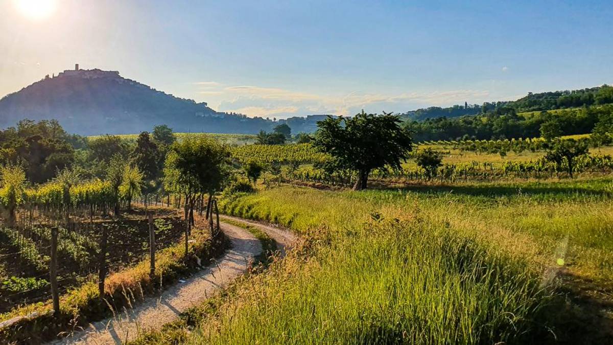 Weinberge ringsum Motovun |  Gerald Hangweyrer, Pixabay / Chamleon