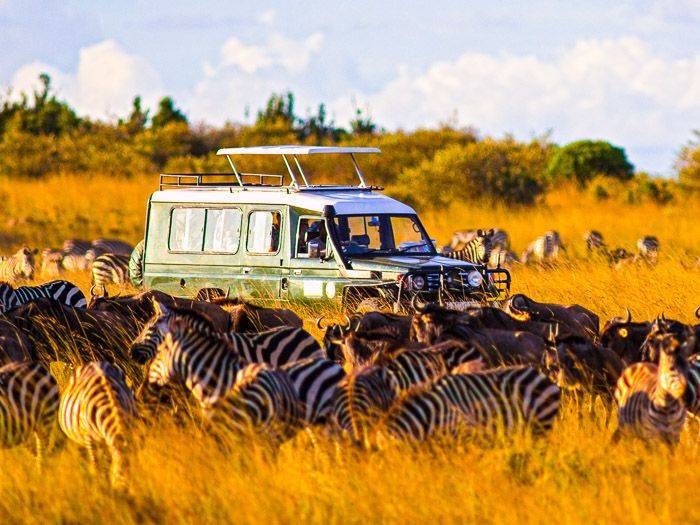 Safari-Fahrzeug umgeben von Zebras und Gnus |  William Davies, iStockphoto.com / Chamleon