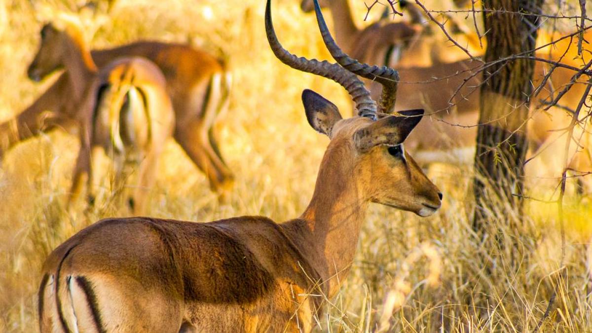 Impalas im hohen Savannengras |  Daniel Weske / Chamleon