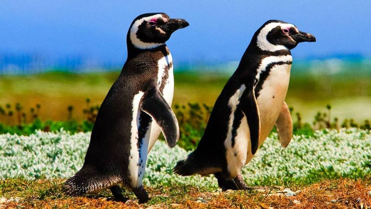 Magellan-Pinguine nahe Punta Arenas |  Kai-Uwe Kchler, Art & Adventure / Chamleon