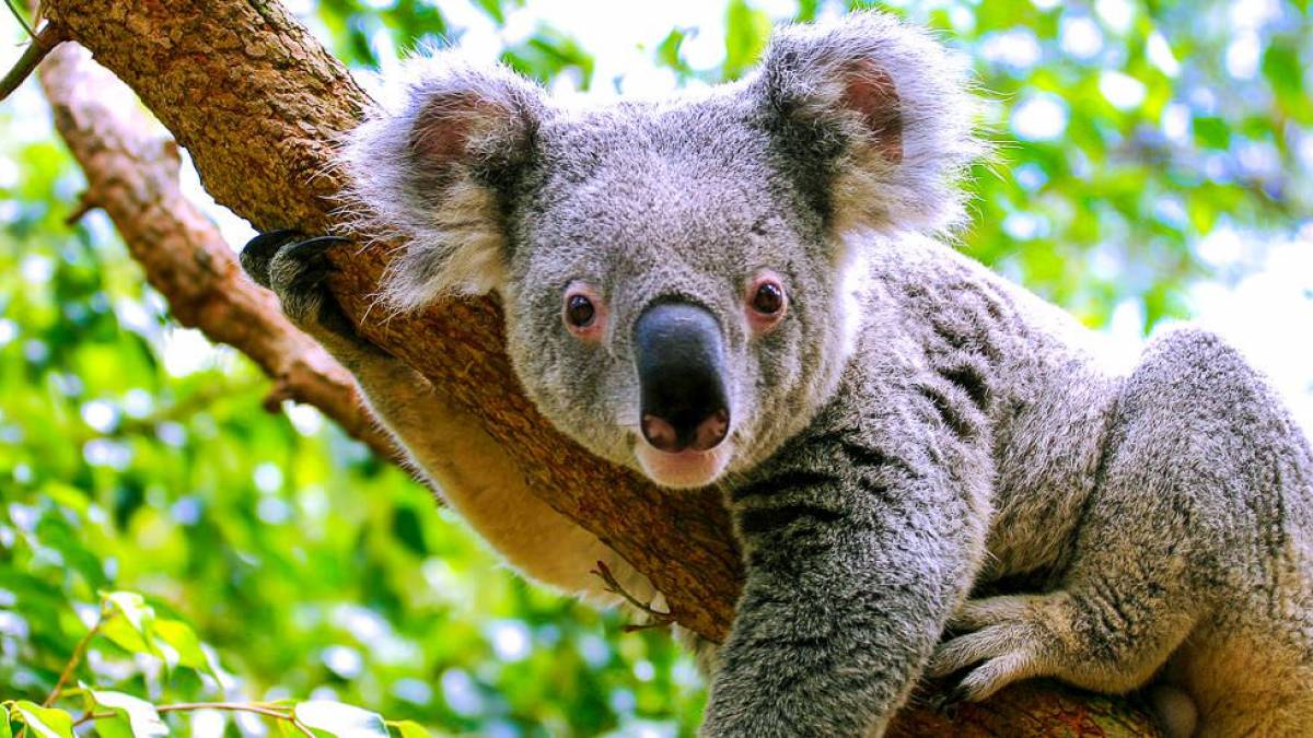 Koala auf einem Ast |  Renate Micallef, iStockphoto.com / Chamleon
