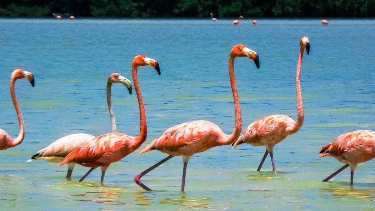Flamingos in der Lagune |  Tierra Maya Tours / Chamleon