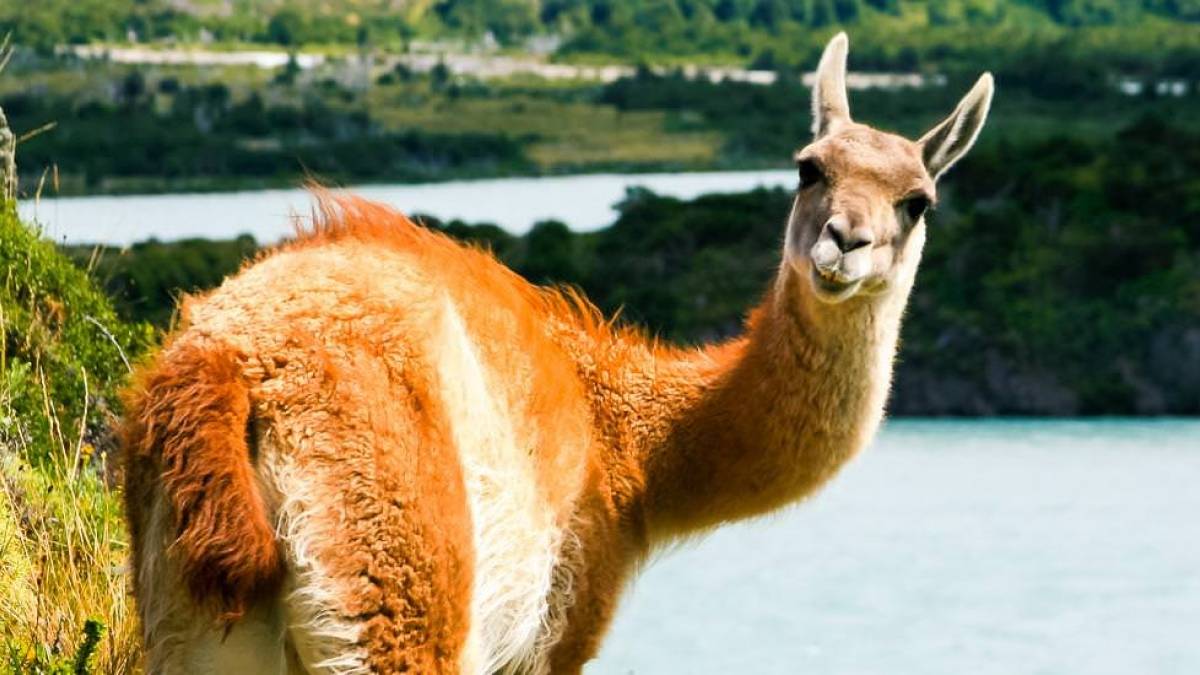 Guanako |  Gerhard Ritz / Chamleon