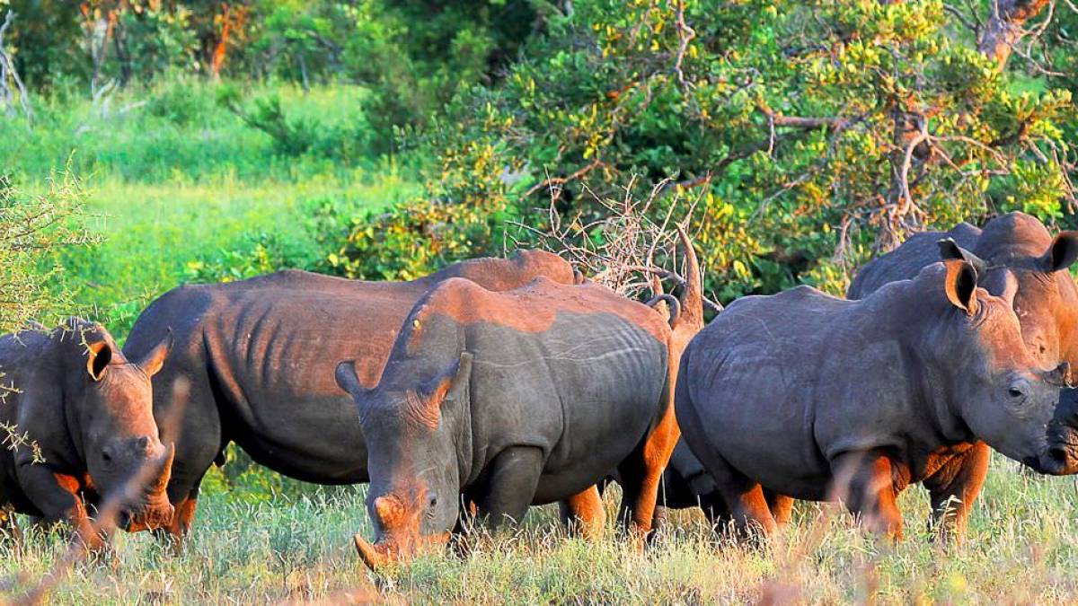 Rhinos am Olifants |  Dr. Volker Tedsen / Chamleon