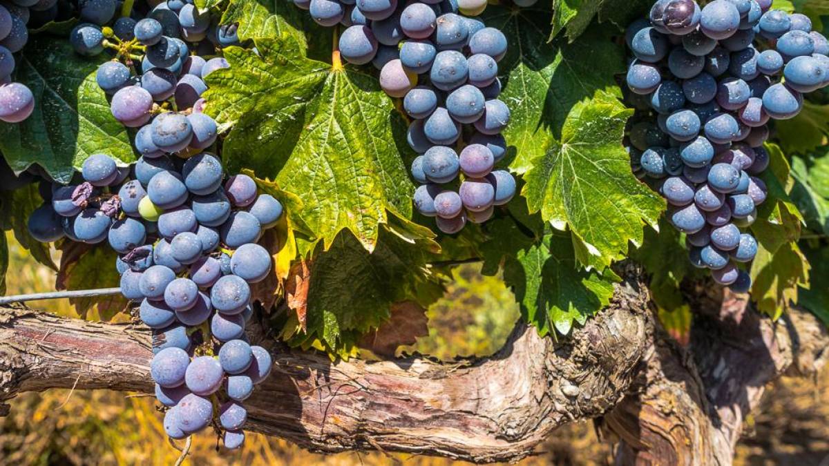 Weinanbauin der Region La Rioja |  Carabo Spain, Pixabay / Chamleon