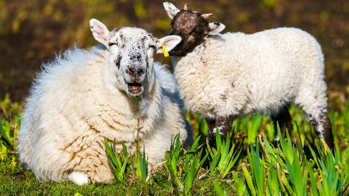 Schaafe |  Heather Mount, Unsplash / Chamleon