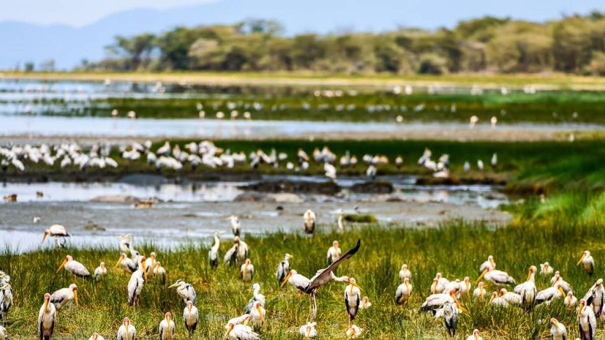 Lake Manyara |  Kai-Uwe Kchler, Art & Adventure / Chamleon