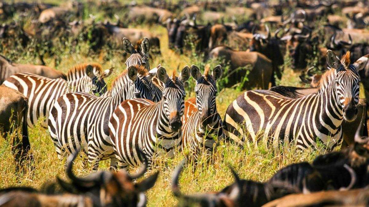Zebras inmitten einer Gnuherde |  Robert Hardholt, iStockphoto.com / Chamleon