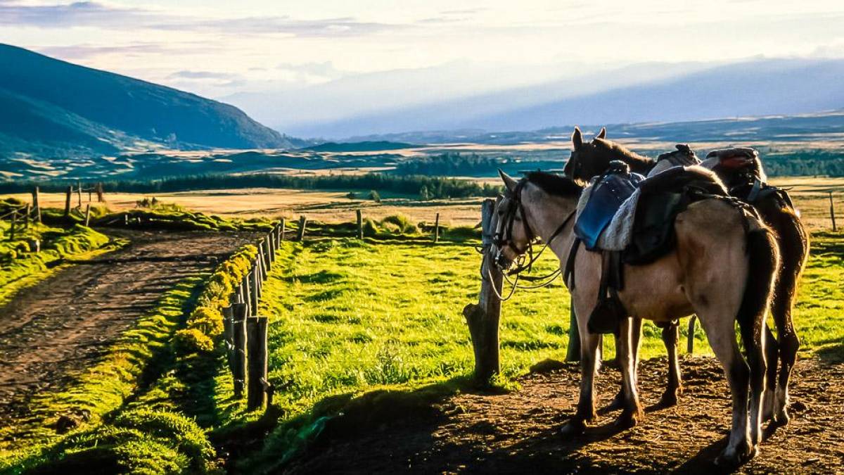 Landschaft am Cotopaxi mit Pferden |  Kai-Uwe Kchler, Art & Adventure / Chamleon