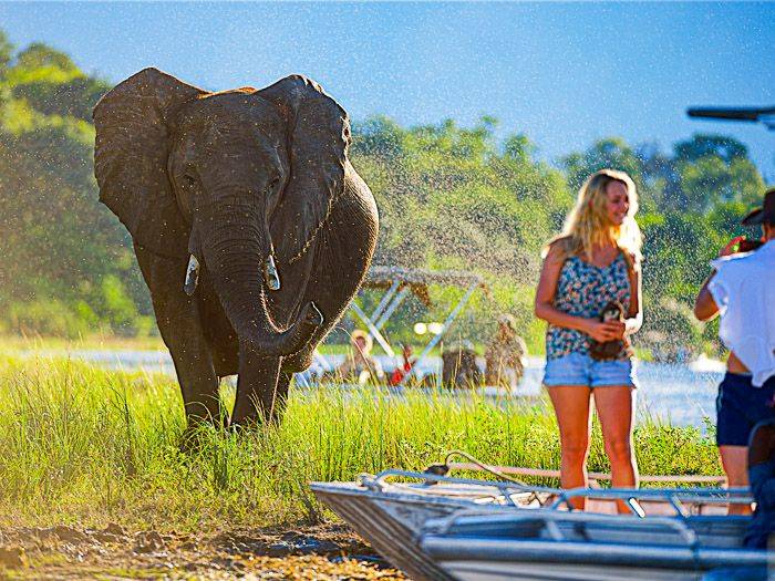 Elefantenbegegnung im Chobe-Nationalpark |  Peter Pack, Pack Safari / Chamleon