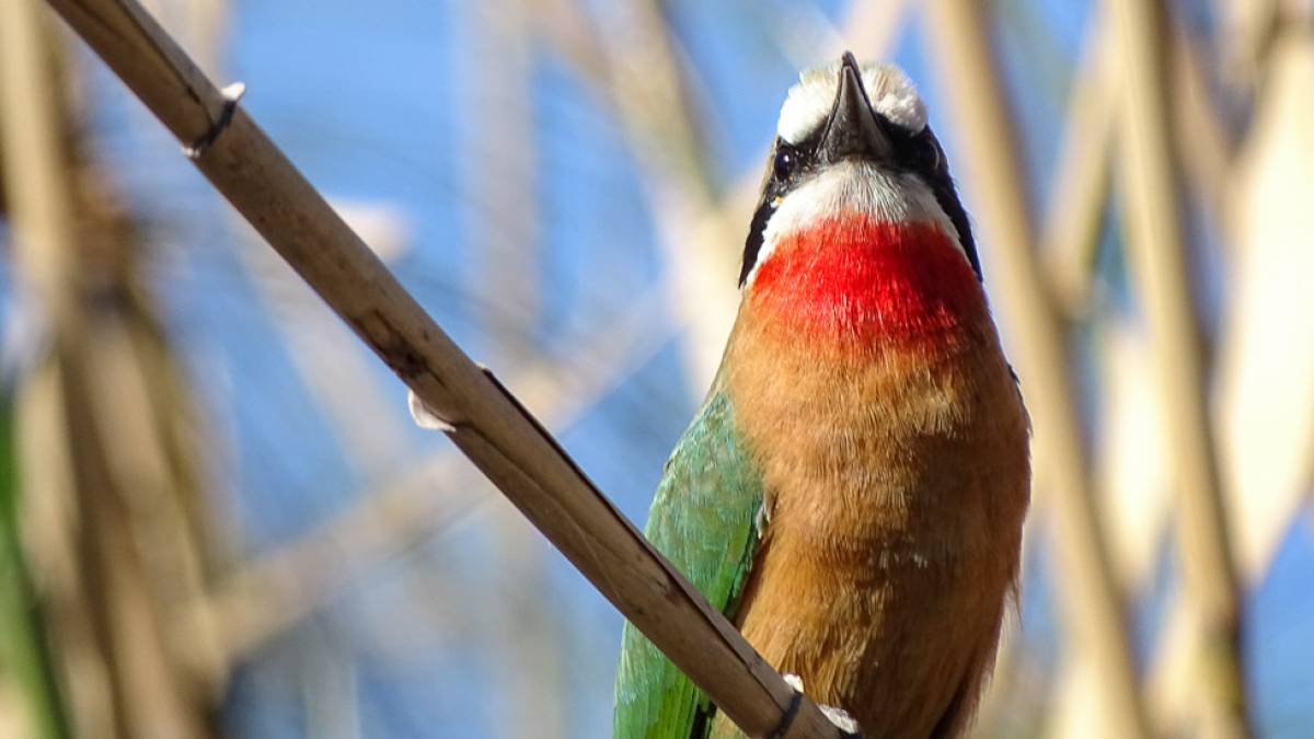 Farbenprchtiges Gefieder |  Liz Welte / Chamleon