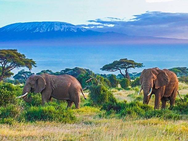 Zwei Elefanten vor dem Kilimanjaro |  squashedbox, iStockphoto.com / Chamleon