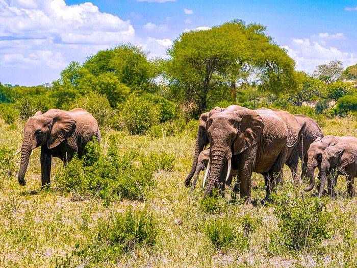 Elefantenfamilie |  Lena Schnabel / Chamleon