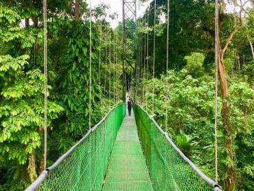 Tour durch die Baumwipfel