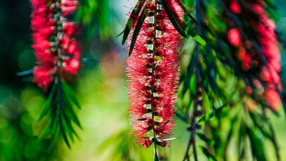 Callistemon-Blte |  Toni Bauer, Cuba Real Tours / Chamleon