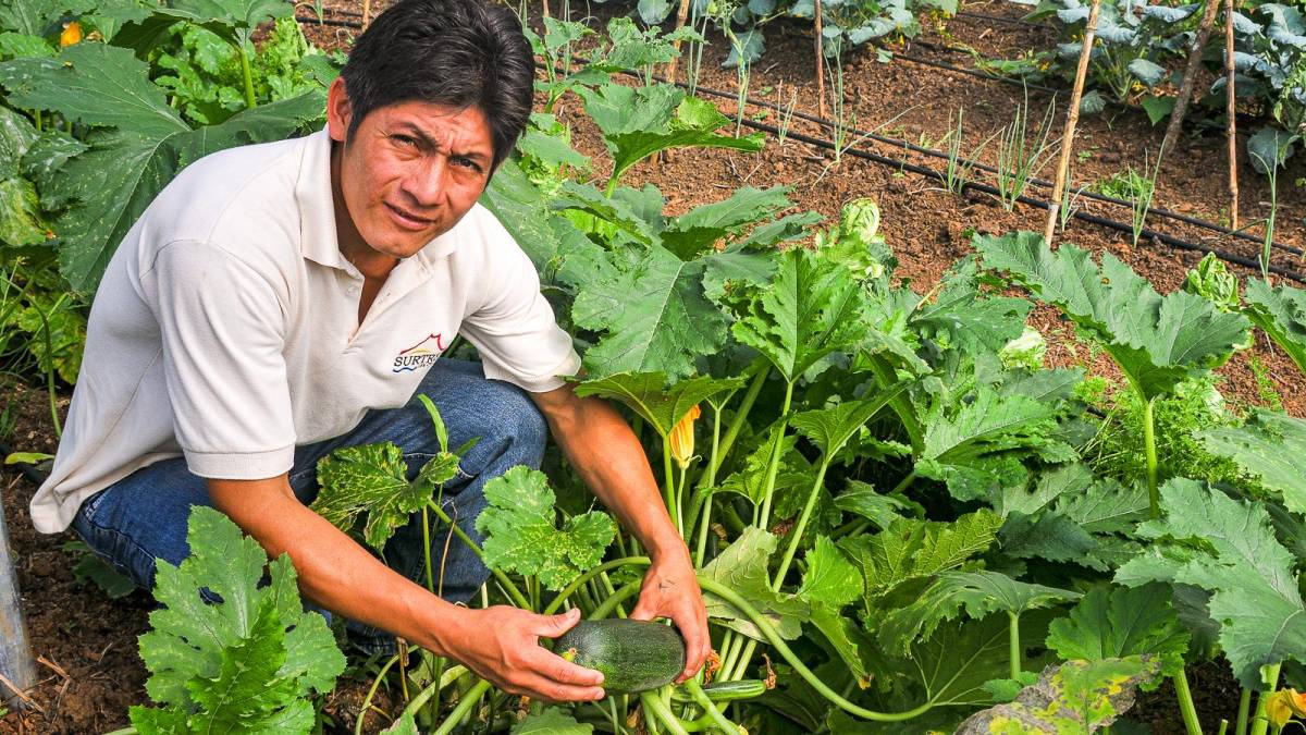 Frische Ernte im Gemsegarten |  Chamleon