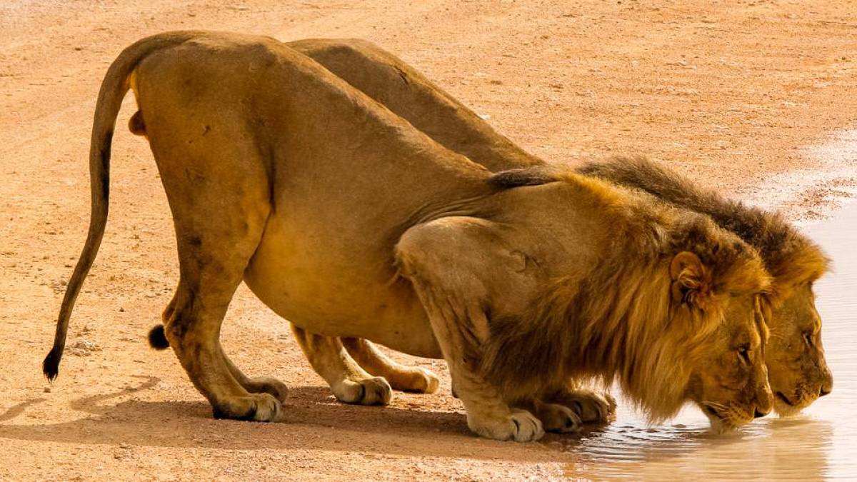 Ist das gut |  Jrgen Nehmeier / Chamleon