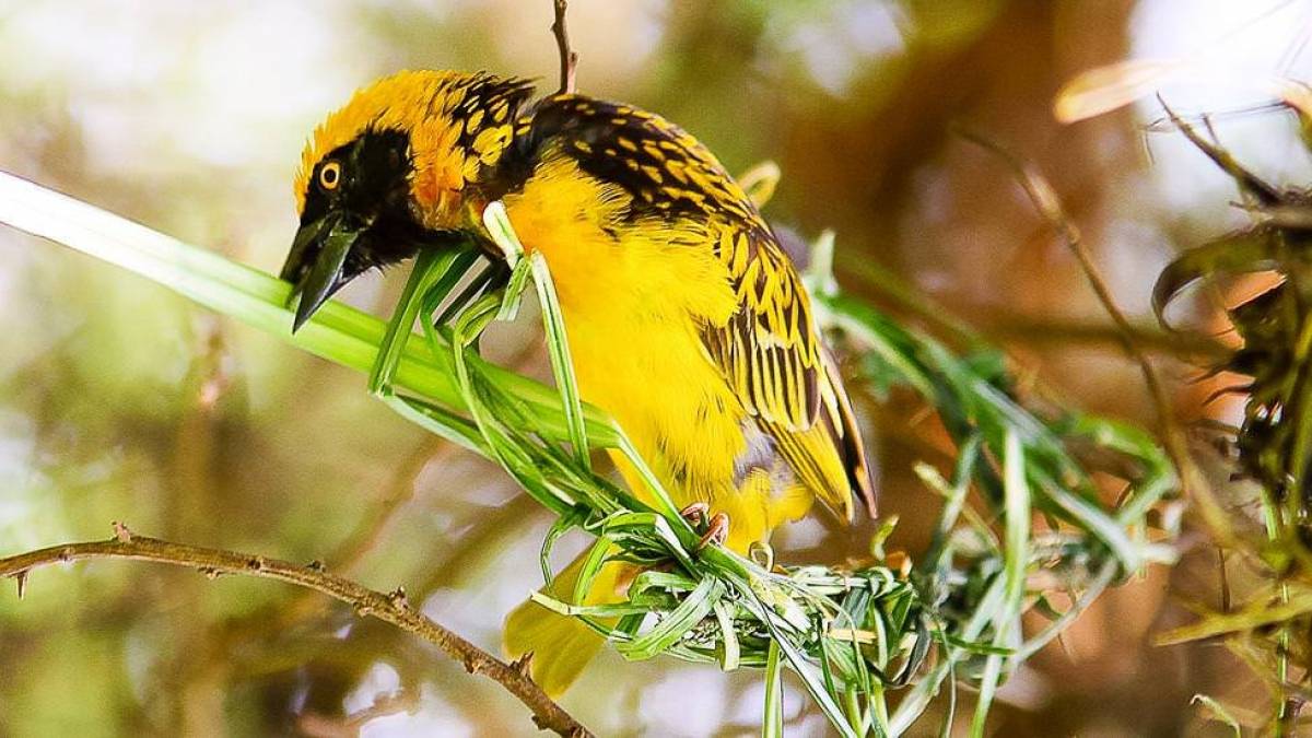 Webervogel beim Nestbau |  Elewana Collection / Chamleon