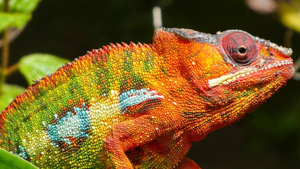 Chamleon |  Sebastian Deg / Chamleon